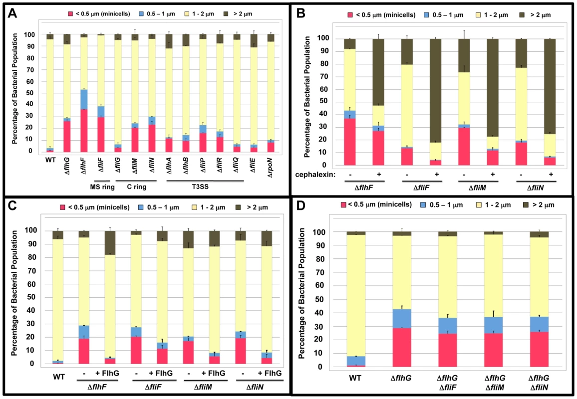 Analysis of the minicell phenotype of <i>C. jejuni</i> flagellar mutants.