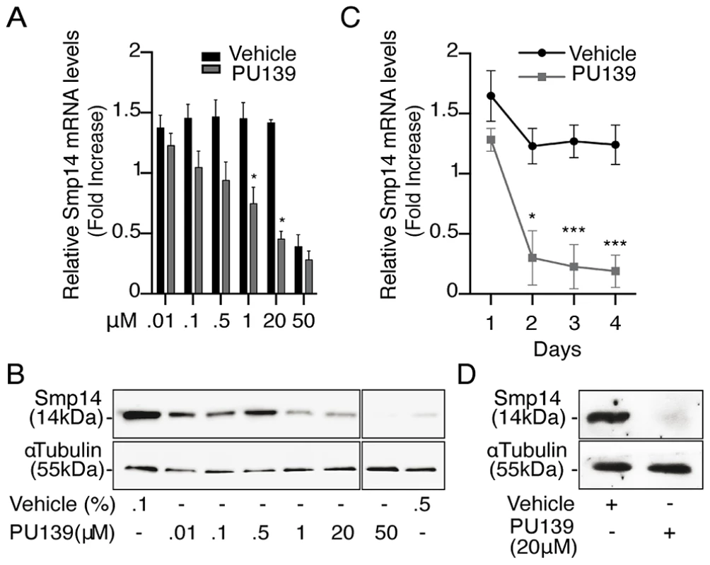 HAT inhibition impairs <i>Smp14</i> transcription and translation in <i>S. mansoni</i> adult worms.