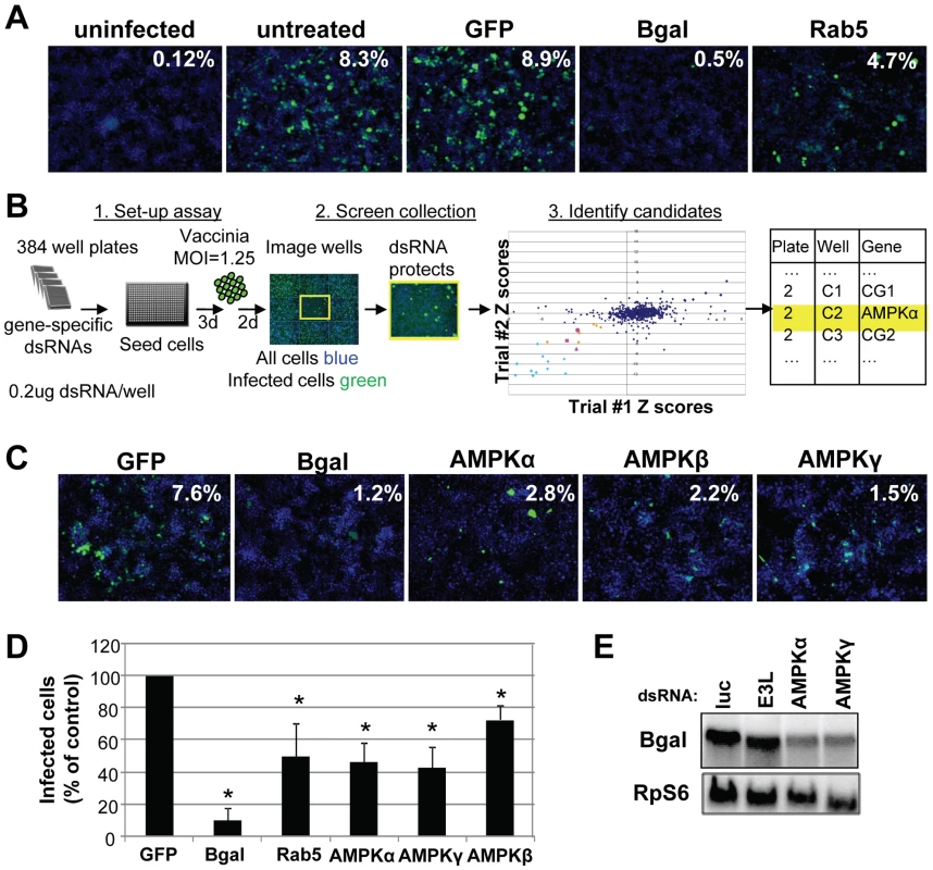 High-content RNAi screen identifies cellular factors required for vaccinia infection.