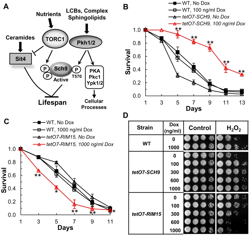 The <i>tetO7</i> promoter can be used to regulate CLS.