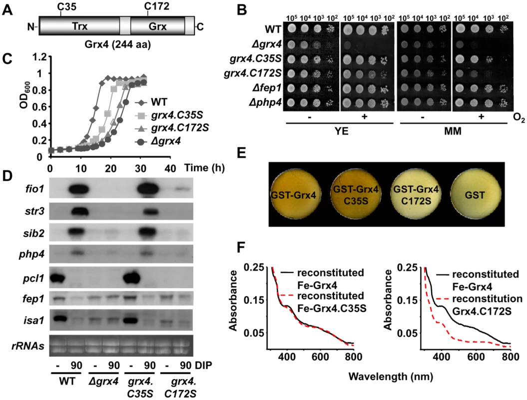 The Fe-S cluster of Grx4 is essential for both Fe delivery and Fe sensing.