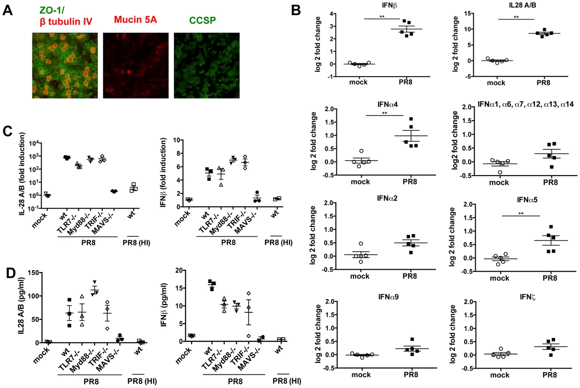 In primary MTEC, type I and III IFNs are induced upon influenza virus A infection, in a MAVS and replication dependent way.