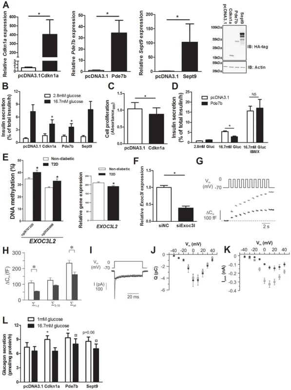 Impact of Cdkn1a, Pde7b, Sept9 and Exoc3l on clonal β- and α-cells.