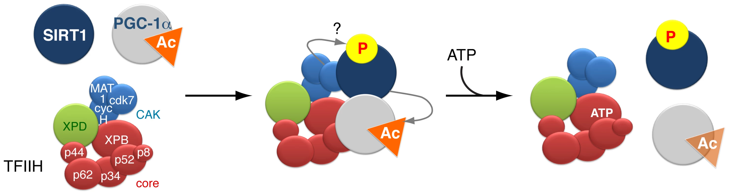 Model of the dynamic partnership between TFIIH, PGC-1α and SIRT1.