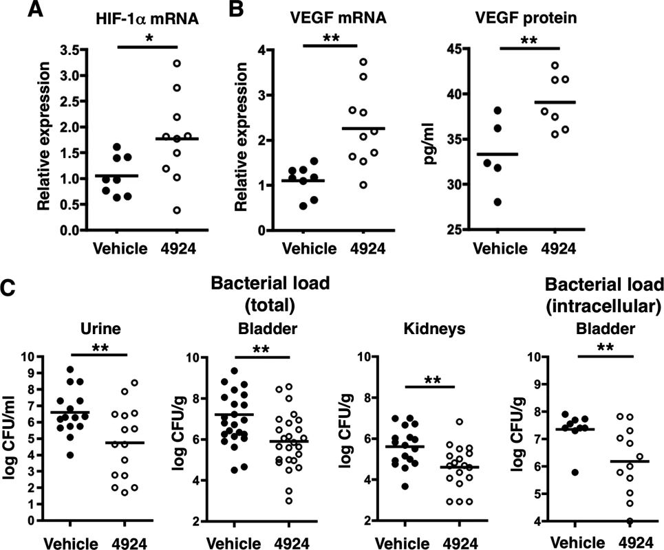Pretreatment with AKB-4924 impairs UPEC urinary tract colonization in C57BL/6 mice.