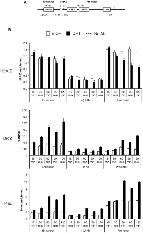 Brd2 is recruited to AR–regulated genes in hormone-stimulated cells.
