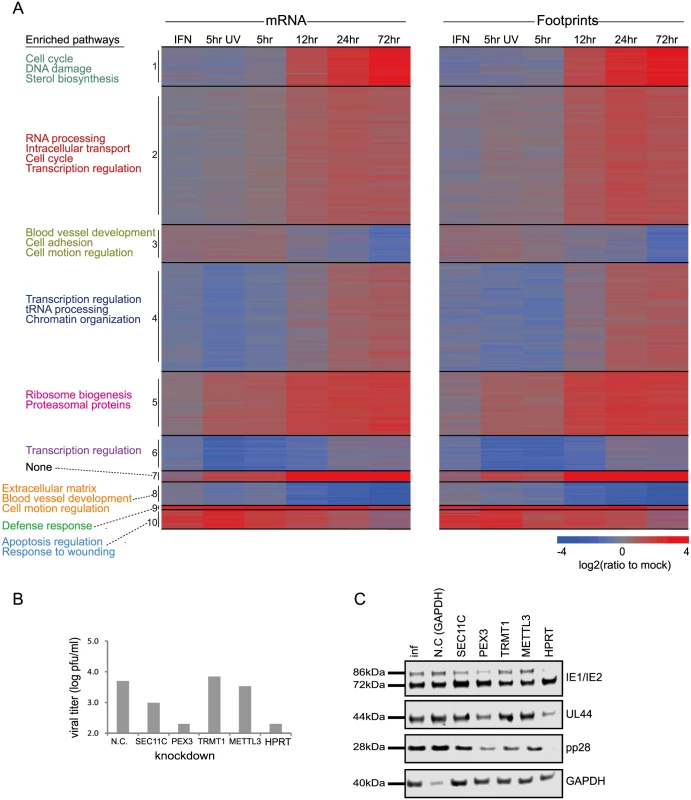 Changes in cellular gene expression during HCMV infection.