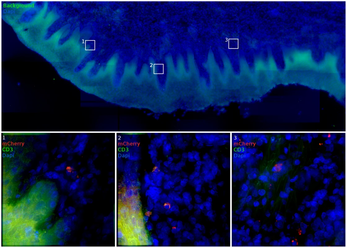 Vaginal tissue with intact epithelium is the most common target for target cell transduction.