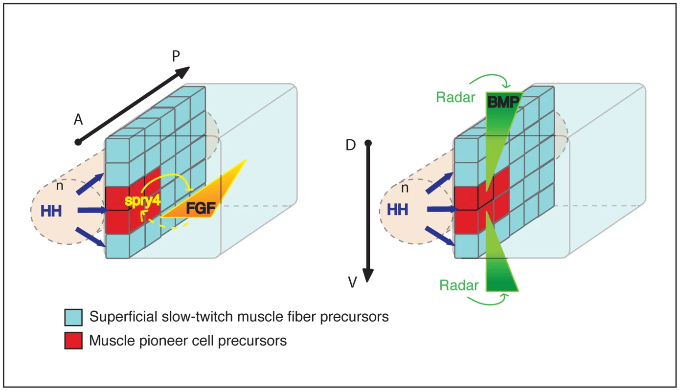 Model of the synergic action of FGF and BMP signaling on adaxial cell specification.