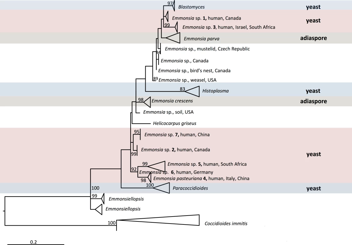 Maximum likelihood phylogeny inferred using RAxML v. 8.0.0 employing GTRCAT model and 1,000 bootstrap replicates.