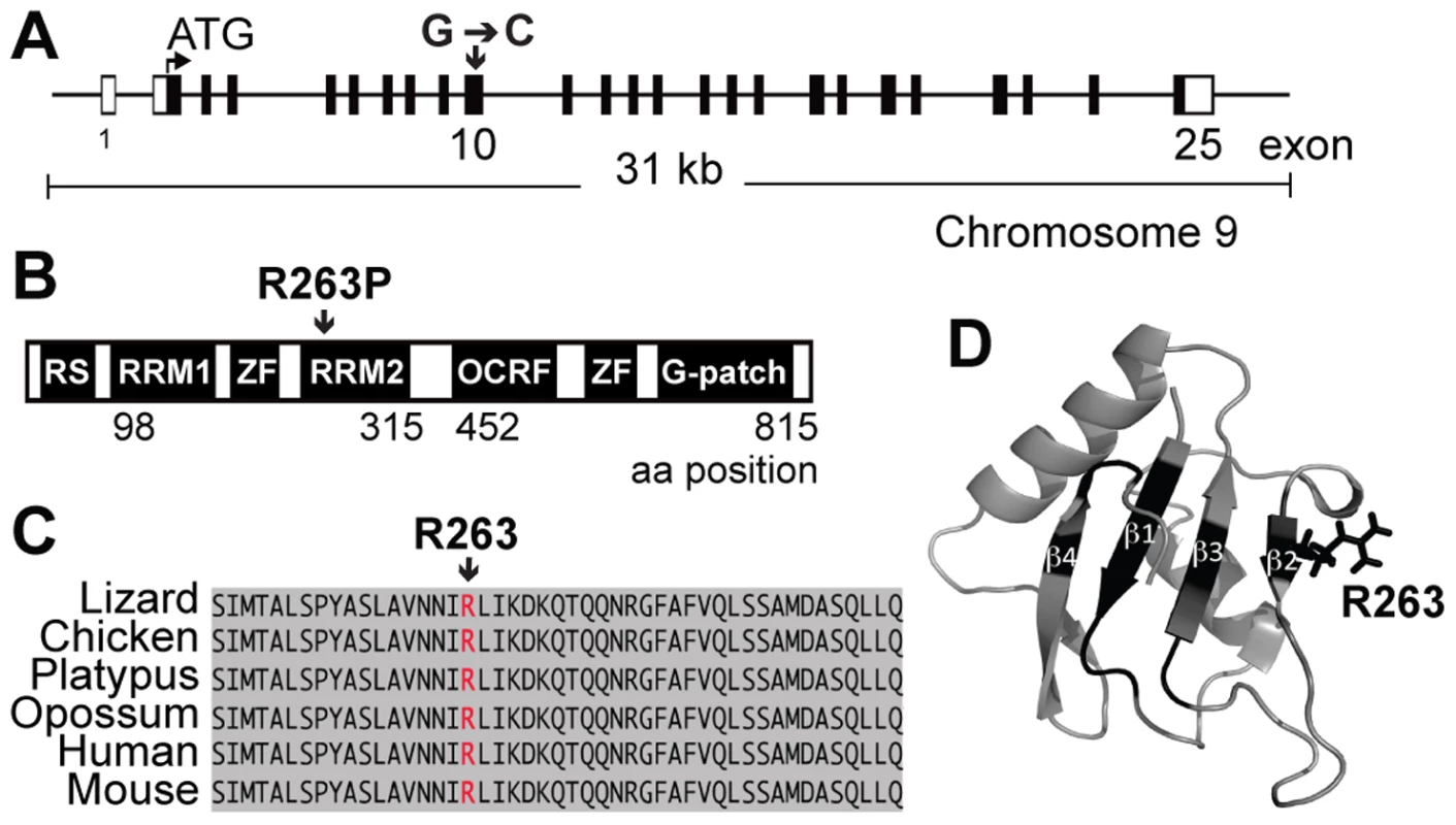 The <i>Rbm5<sup>sda/sda</sup></i> results in the substitution of an arginine for proline in the RBM5 RRM2.
