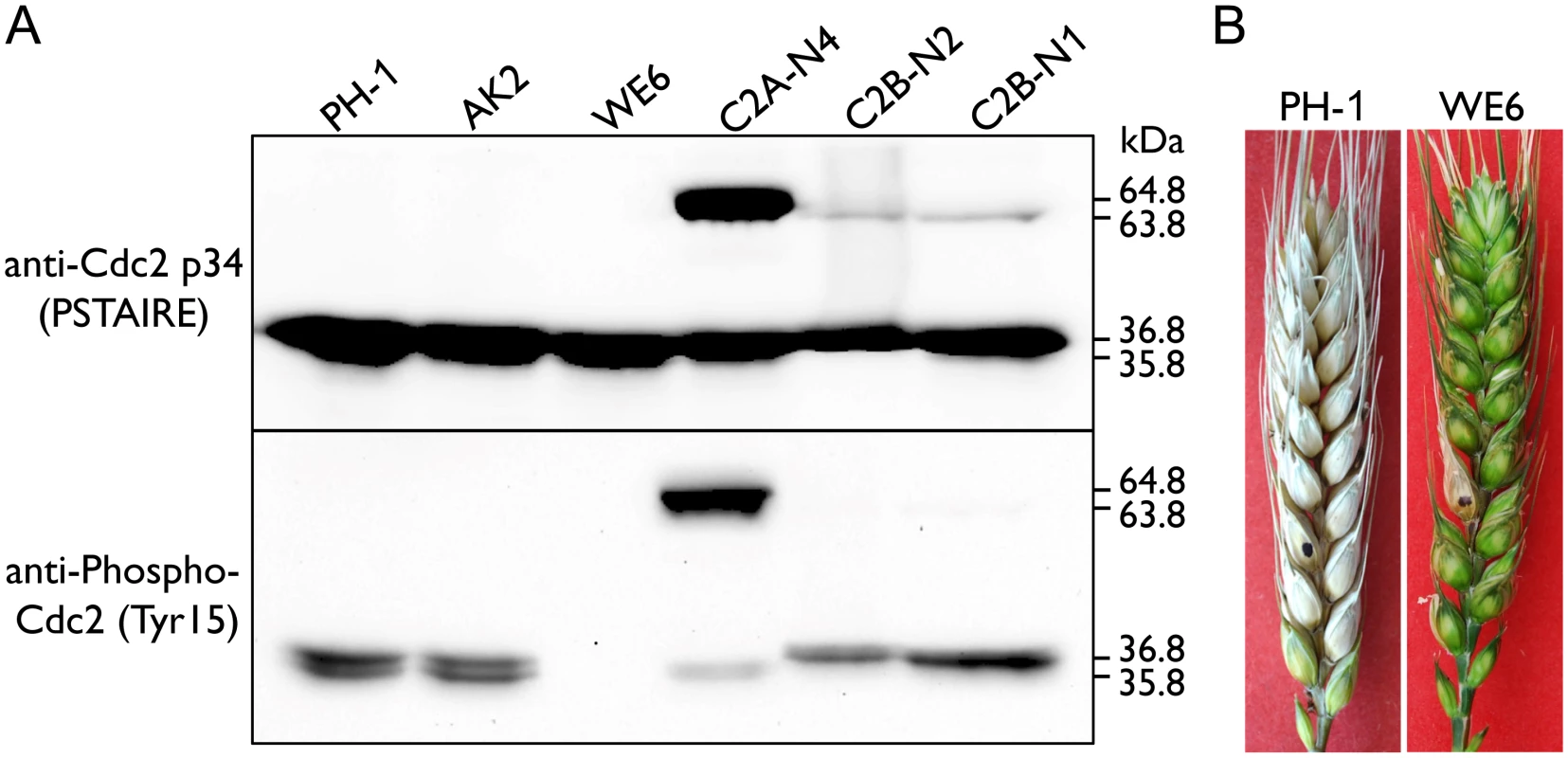 Assays for inhibitory phosphorylation of Cdc2A and Cdc2B and defects of the <i>Fgwee1</i> deletion mutants in plant infection.
