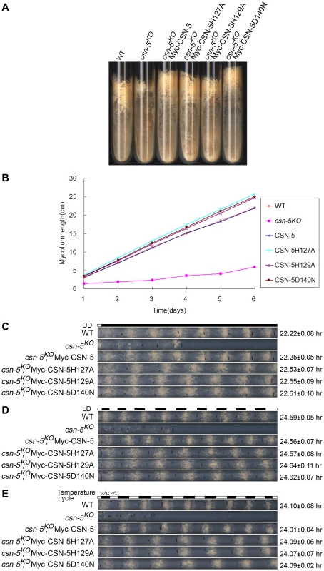 Rescue of growth and developmental defects in the <i>csn-5<sup>KO</sup></i> strain by the expression of JAMM-motif mutant CSN-5.