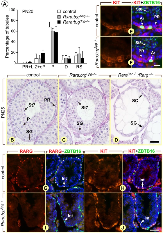 Ablation of either RXR or RAR in spermatogonia does not alter the first round of spermatogenesis.