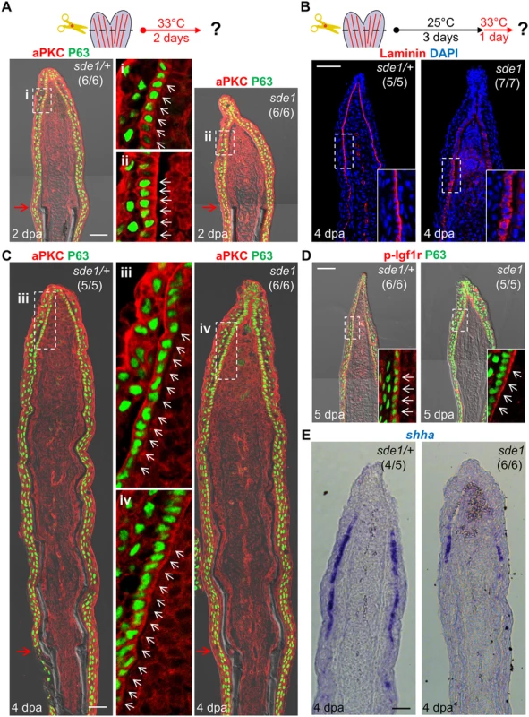 <i>lamb1a</i> induction defines cell polarity and signaling competence in basal cells of the regeneration epidermis.