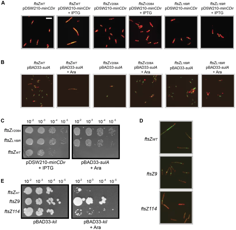 General resistance of isolated ftsZ alleles to assembly inhibition.