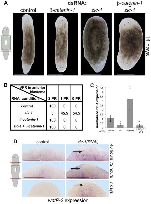 <i>zic-1</i> inhibits Wnt signaling to promote head outgrowth.