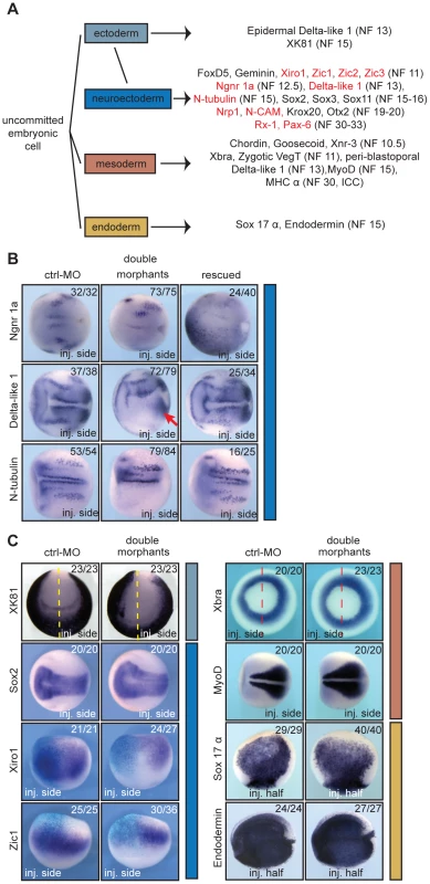 xSuv4-20h enzymes are required for differentiation of the neuroectoderm.