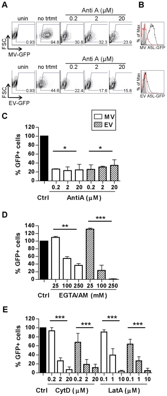 VACV entry in MDDCs is dependent on cellular factors consistent with an endocytic uptake mechanism.