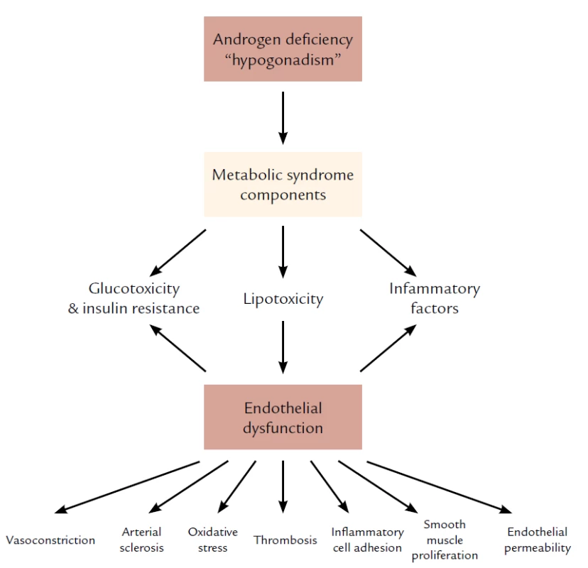 Vzťah medzi androgénovým deficitom a metabolickým syndrómom a endotelovou dysfunkciou. Spracované podľa Traish AM, Saad F, Feeley RJ et al. The Dark side of Testosterone Deficiency: III. Cardiovascular Diseae. J of Andrology 2009; 30: 17– 19.