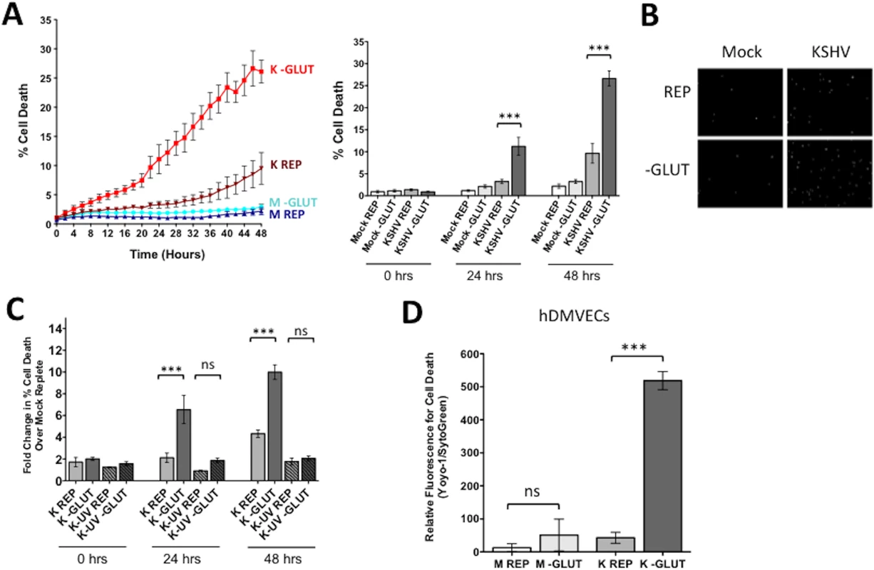 Glutamine metabolism is required for the survival of latently infected endothelial cells.