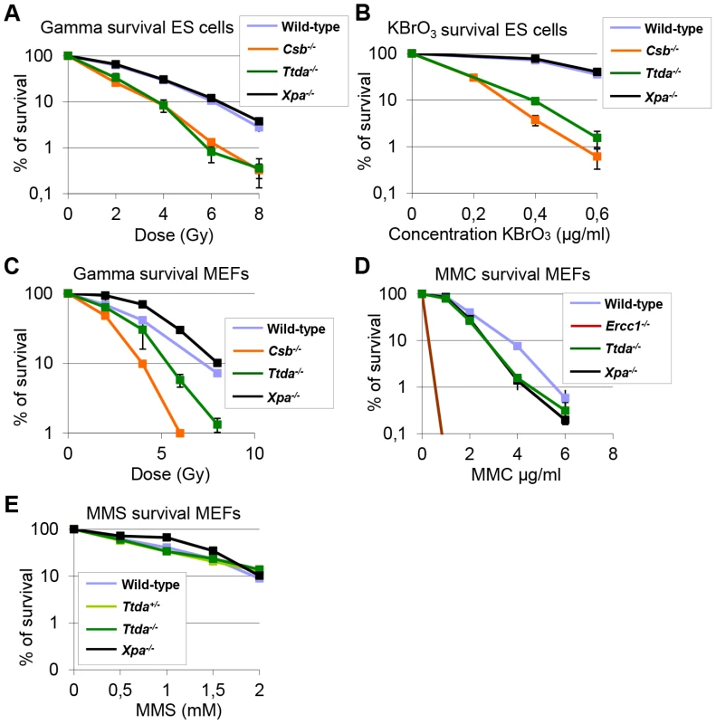 <i>Ttda<sup>−/−</sup></i> ES cells and MEFs exhibit oxidative DNA damage sensitivity.