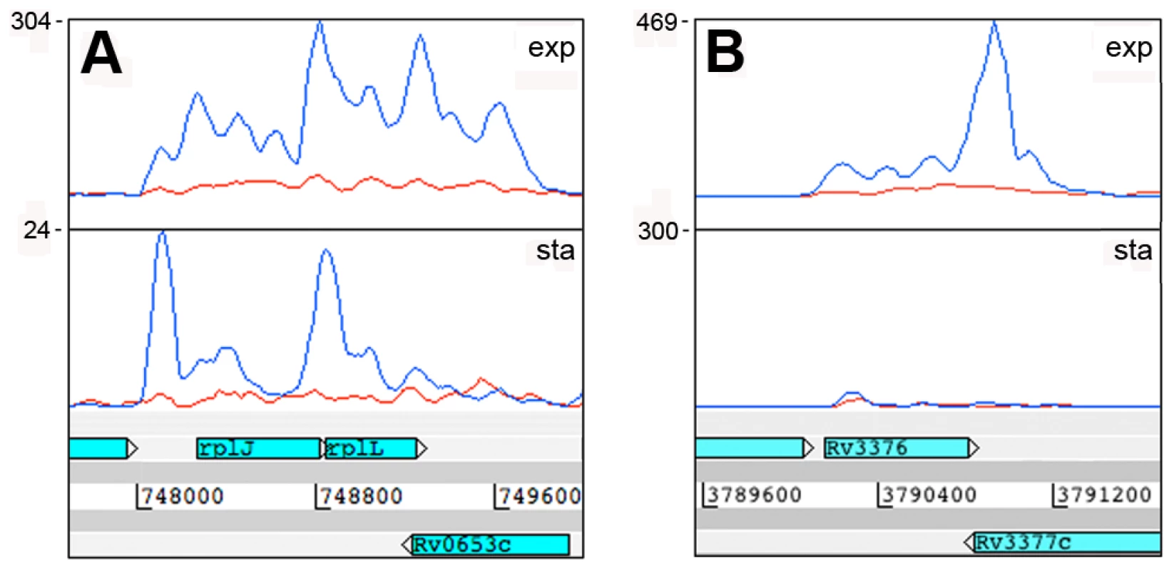 Antisense transcripts arising from 3’ UTRs.