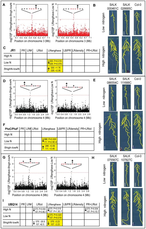 Functional validation of root architecture regulators <i>JR1</i> (A–C), <i>PhzC/PhF</i> (D–F), and <i>UBQ14</i> (G–I).