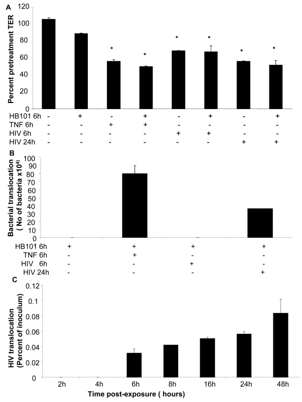 Bacterial and viral translocation across mucosal epithelial monolayers following HIV-1 exposure.
