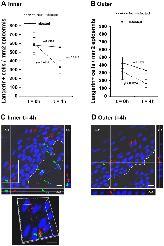 (A, B) HIV-1-infected cells induce retention of LCs within the epidermis.