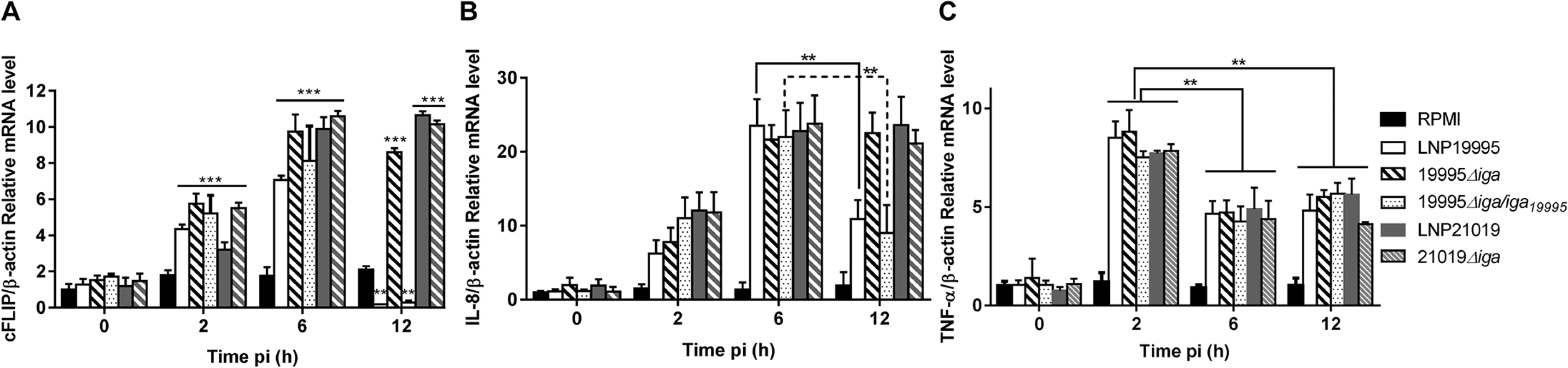 ST-11 IgA protease-mediated nuclear cleavage of p65/RelA alters selectively expression of NF-κB responsive genes.