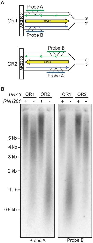 Strand-specific incorporation of rNMPs into genomic DNA.