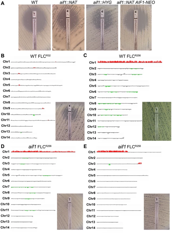 Disruption of apoptosis-inducing factor stimulates the selection of fluconazole resistant subpopulations. A