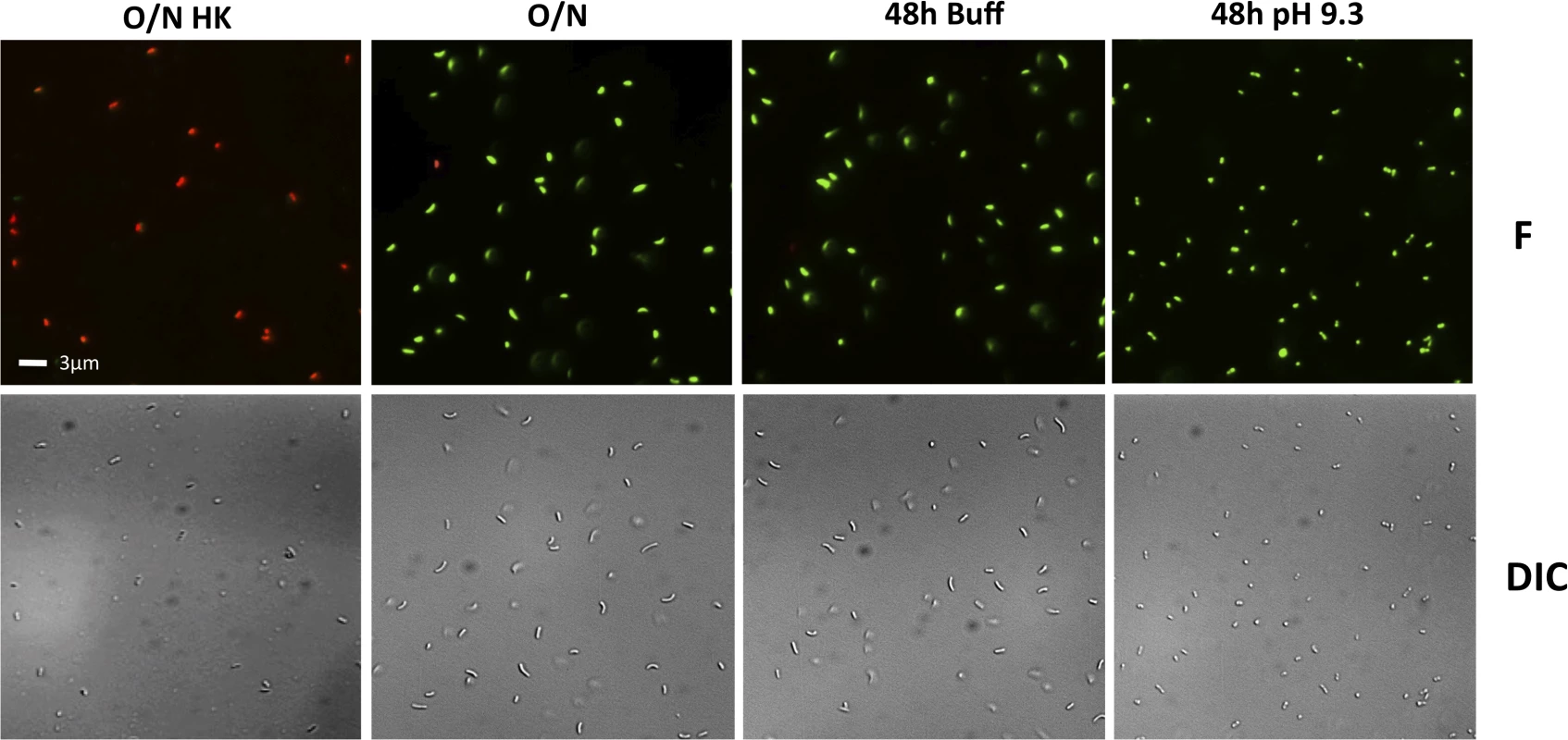 Viability and morphology of <i>V</i>. <i>cholerae</i> after 48 hours at alkaline pH.