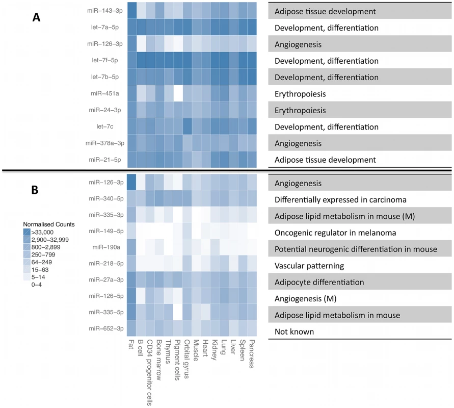 Most highly expressed and most adipose-specific small RNA genes.