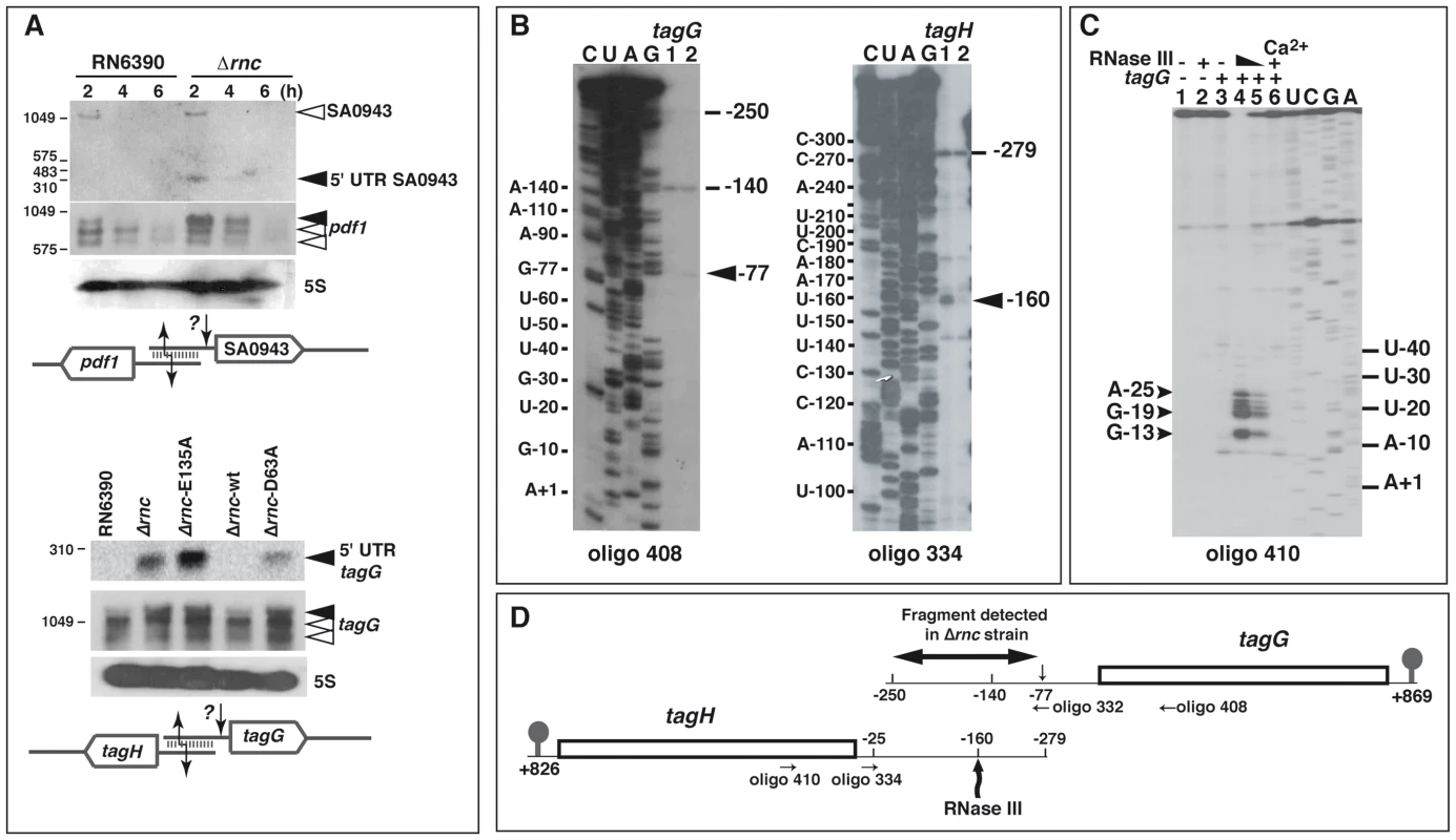 RNase III cleaves mRNAs with overlapping 5′ untranslated regions (UTR).