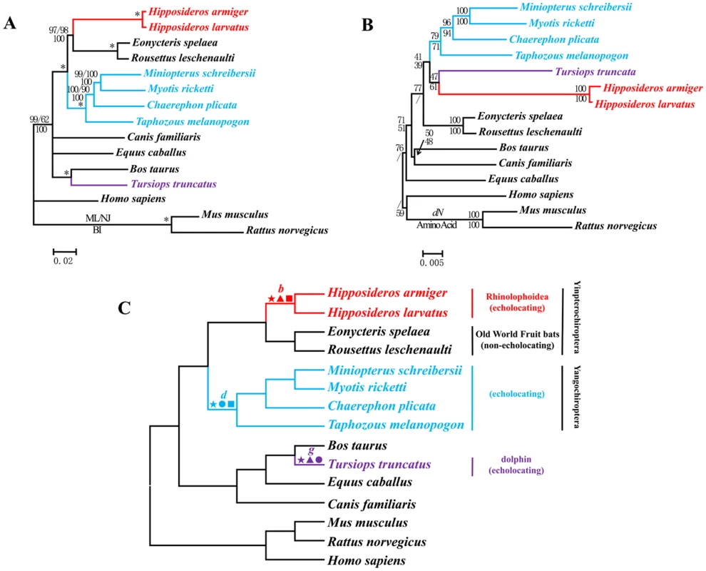 Parallel evolution of <i>Cdh23</i> in bats and dolphins.