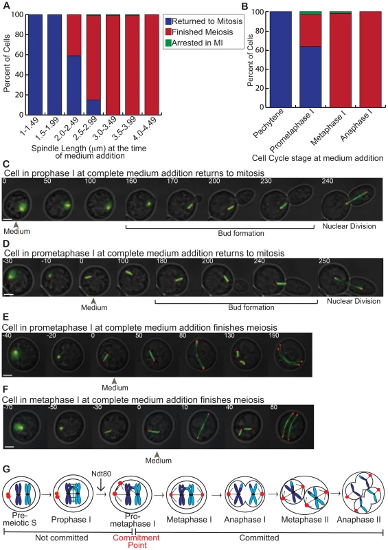 The meiotic commitment point occurs in prometaphase I.