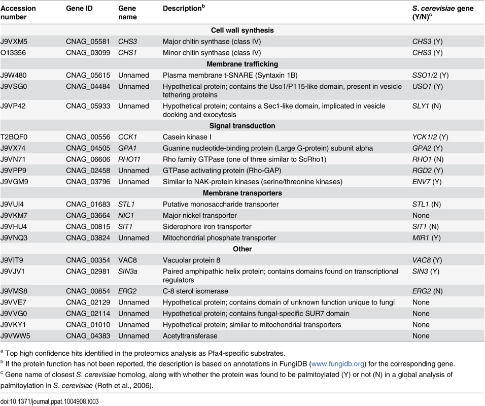 <i>C. neoformans</i> palmitoylated proteins enriched in wild-type over <i>pfa4</i>Δ samples.<em class="ref"><sup>a</sup></em>