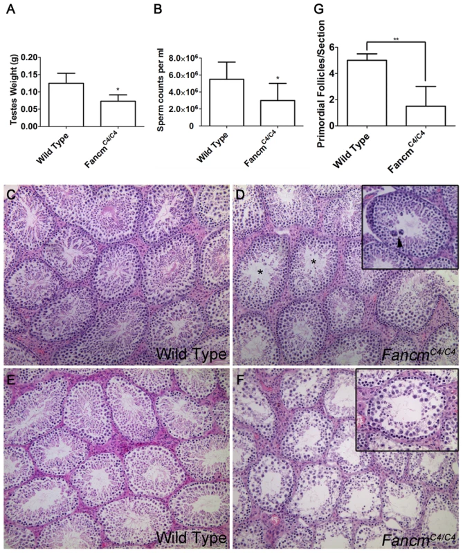 Hypogonadism and spermatogenesis defects in <i>Fancm</i> mutant males.