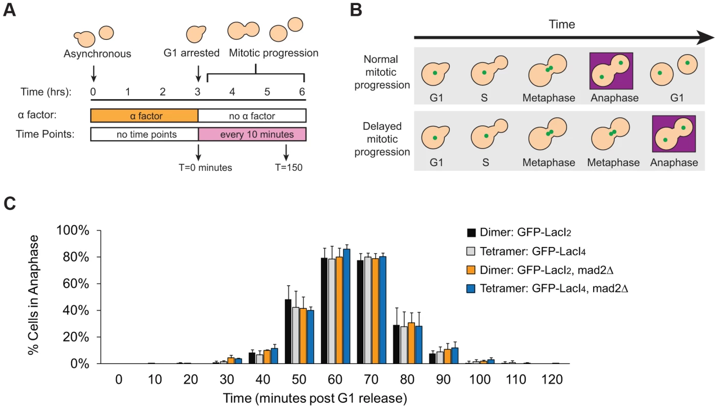 Inhibition of chromatin stretch does not delay mitotic progression.