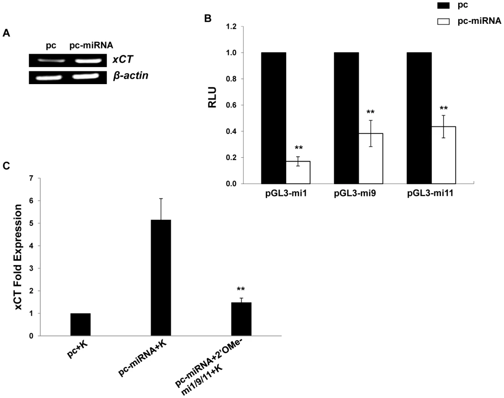 KSHV miRNAs upregulate xCT expression by macrophages.