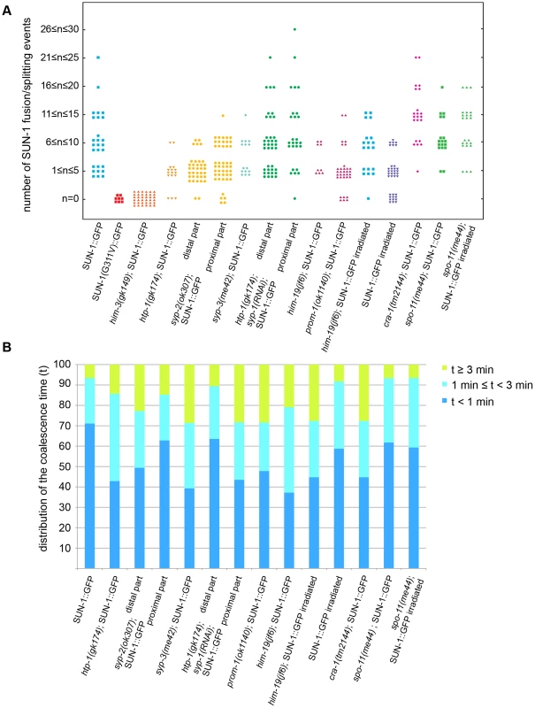 Dynamics of fusion/splitting events of SUN-1 aggregates for all genotypes studied (15 min recording).