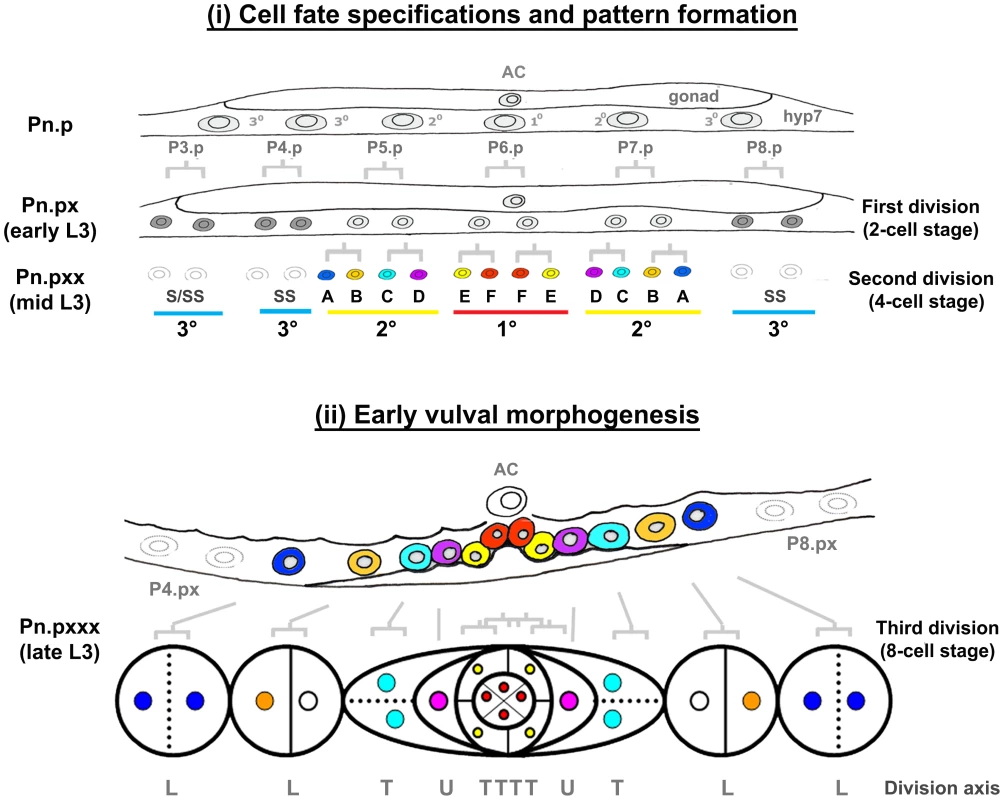 Vulval morphogenesis.