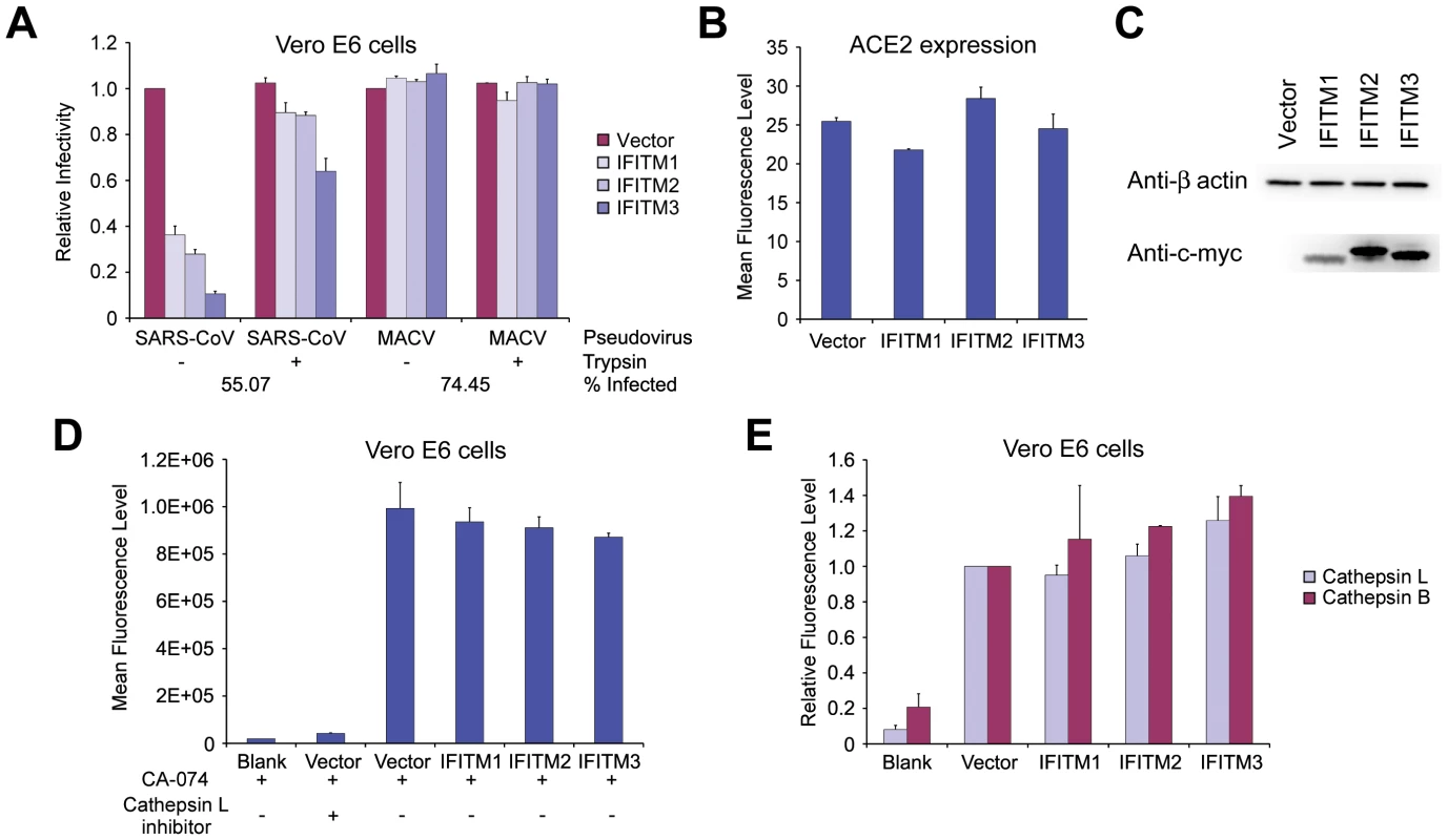 Trypsin treatment bypasses IFITM restriction of entry mediated by SARS-CoV S protein.