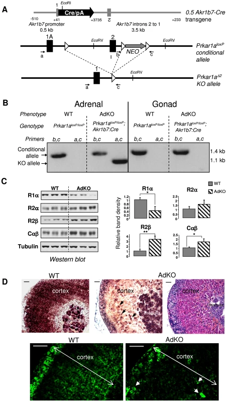 Generation of a conditional knockout for <i>Prkar1a</i> in mouse adrenal cortex (AdKO mice).