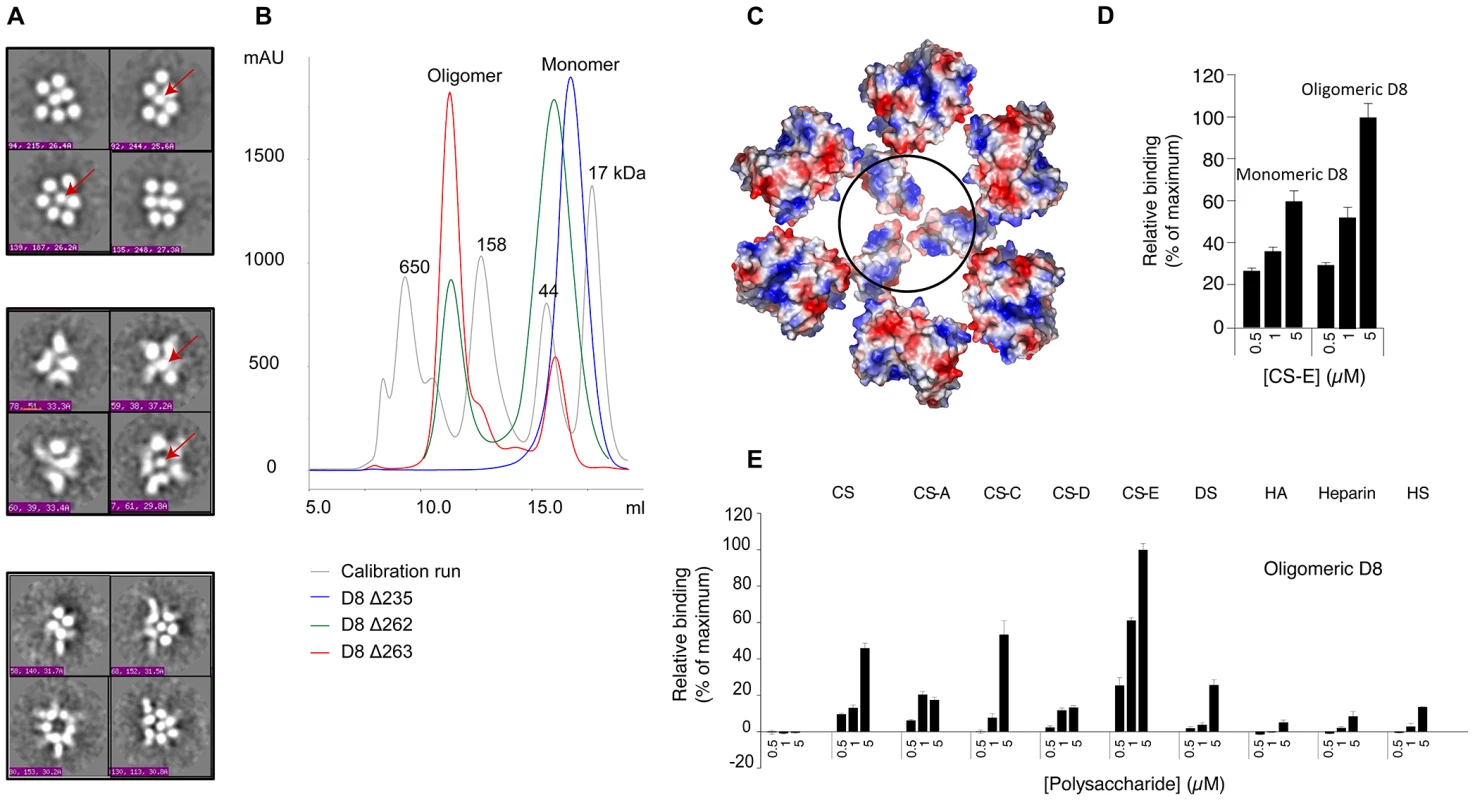 D8 oligomeric interface is secluded to the C-terminal region 235–262.