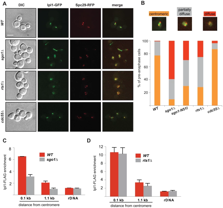 Sgo1 and Rts1 are required for the maintenance of Ipl1 localization and activity at the centromere.