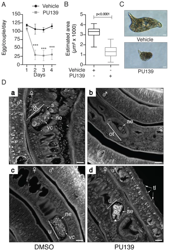 HAT inhibition affects the normal development of <i>S. mansoni</i> eggs.