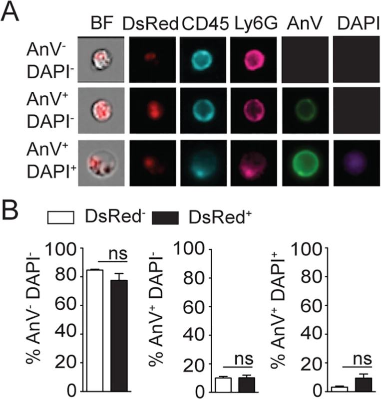 <i>L</i>. <i>mexicana</i> does not induce neutrophil apoptosis at the site of infection 24 hours after infection.